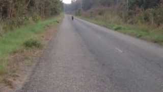 Close Encounter With Tiger Bardia National Park West Nepal [upl. by Hailat477]