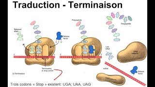 هآآم جدا Traduction terminaison [upl. by Yerahcaz]