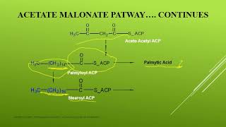 acetate malonate pathway [upl. by Primalia]