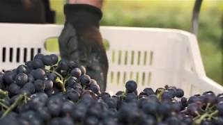 La Vendemmia  The Harvest  in Cantina Valpolicella Negrar [upl. by Letsyrk]