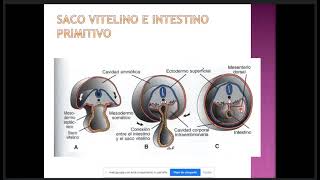 Embriología II C8 Cavidades Corporales Membranas serosas del Organismo Mesenterio y Diafragma [upl. by Elocen830]