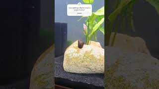 progress snails neriteoranda plantedtank fish diy fyp viralshorts [upl. by Ruthann774]