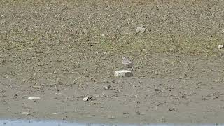 Common Ringed Plover  Bontbekplevier  Schellinkhout NL  1592024 [upl. by Frodine]