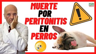 💔 MUERTE POR PERITONITIS EN PERROS 💔 CAUSAS SÍNTOMAS Y TRATAMIENTO [upl. by Ainel]