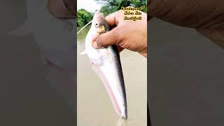 Kondapur lo chepala veta modhalaindhi🦈🐋🐟🌨️fishing hunting trending [upl. by Franky]