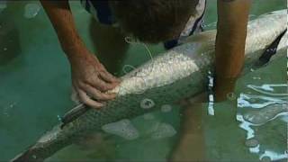 Escape Fishing with ET the lifecycle of Barramundi Series 11 Clip [upl. by Aube]