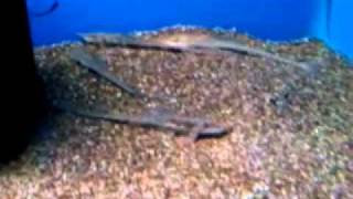 Sturisoma barbatum  Long Nose Whiptail Catfish [upl. by Gawain]