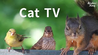 Cat TV 2020 8 Hours  Birds for Cats to Watch Relax Your Pets Beautiful Birds Squirrels [upl. by Natsirhc943]