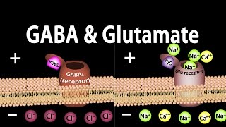 Neuroscience Basics GABA and Glutamate Animation [upl. by Chaim]