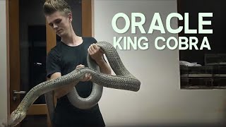 ORACLE THE HUGE KING COBRA [upl. by Amlez]