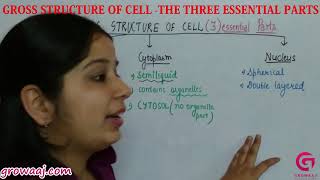 Gross Structure Of Cell  The Three Essential Parts [upl. by Harbot197]