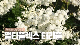 📌 멀티플렉스 터리풀📌 향기로운 크림빛의 흰색 꽃 [upl. by Roxy]