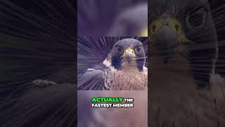 The Peregrine Falcon Faster Than a Cheetah [upl. by Eon]