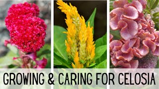 Growing amp Caring For Celosia 🌺🌺  Celosia Flower  Starting Celosia From Seed  Cockscomb Celosia [upl. by Elleinnad]