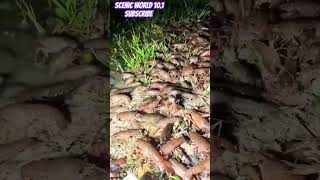 Prawn 🦐 fish shrimp fishing nature shrimplover jumboshrimp shrimpy rain water [upl. by Yrtnahc]