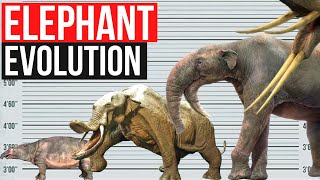 Elephant Evolution  In one minute [upl. by Ardnyk]