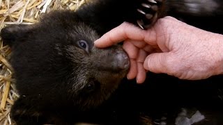 Petting Bear Cubs [upl. by Rizzi587]