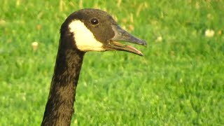 Canada Geese HONKING WARNING Each Other [upl. by Clintock]