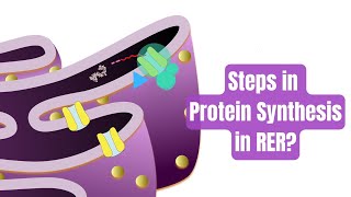 Membrane and Secretory Proteins synthesize in Endoplasmic reticulum Step wise explanation [upl. by Lila]