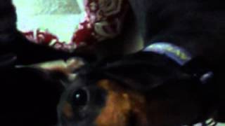 Manchester Terrier Howling amp barking [upl. by Borchers]