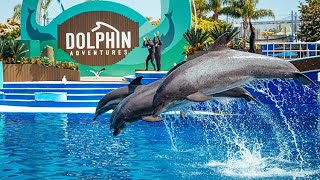 White Dolphin Show At Yokohama Hakkeijima Sea Paradise 【4K】 [upl. by Schecter560]