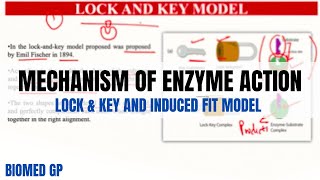 Mechanism of Enzyme Action  Lock amp Key and Induced Fit Model  Learn in 3 minutes [upl. by Arnulfo]