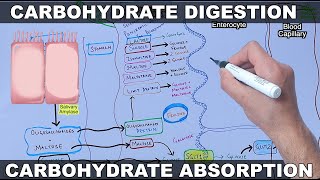 Digestion and Absorption of Carbohydrates [upl. by Tessler]