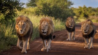 Is this the Most Impressive Lion Coalition in The Kruger National Park [upl. by Nilats347]