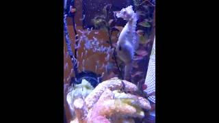 Seahorse Gives Birth In Unique Way 😲😲 shorts [upl. by Lilia372]