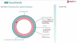 Leistenkanal made EASY für Medizinstudenten  Strukturen Mann vs Frau [upl. by Nathaniel879]