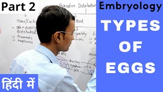 Types of Eggs in Embryology in Hindi  Isolecithal Telolecithal Centrolecithal [upl. by Nairde]