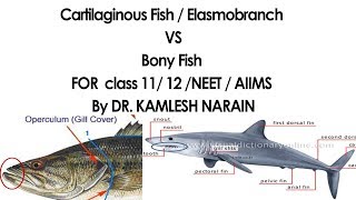 Cartilaginous Fish  Elasmobranch amp Bony Fish FOR class 11 12 NEET  AIIMS By DR KAMLESH NARAIN [upl. by Powder]