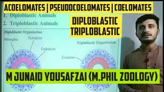 Diploblastic  Triploblastic  Acoelomates  Pseudocoelomates  Coelomates kingdomofbiology777 [upl. by Si]