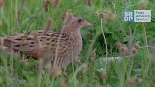 Developing corncrakes habitats on Skye [upl. by Elletsirhc934]