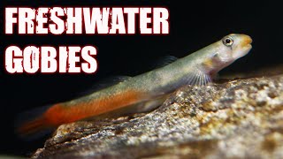 Exploring 11 Unique Freshwater Goby Fish [upl. by Johnath45]