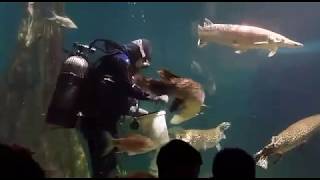 Arapaima Aquaria KLCC Feeding Time See how they feed the arapaima [upl. by Hirza87]