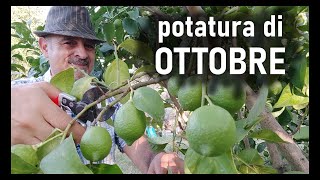 Con questa ultima potatura dellautunno la tua pianta di limone produrrà che è una bellezza [upl. by Etna908]