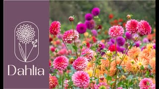 Ultimate Dahlia Care Guide Growing Tips Varieties and Stunning Blooms [upl. by Eelirem]