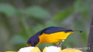 Violaceous Euphonias  Euphonia violacea [upl. by Christopher14]