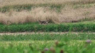 Coyote in Bucks County Pennsylvania [upl. by Lang]