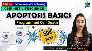 APOPTOSIS Part1 Programmed Cell Death  CSIR NET  GATE  MSc  BSc [upl. by Ahsoyek775]