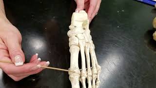 Lab Video Tarsals Metatarsals Phalanges [upl. by Ebert474]