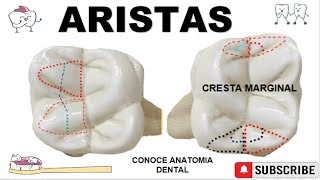 Aristas Oclusales Dentales🗻🦷 [upl. by Lempres972]