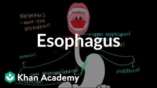 Esophagus  Gastrointestinal system physiology  NCLEXRN  Khan Academy [upl. by Lamberto]