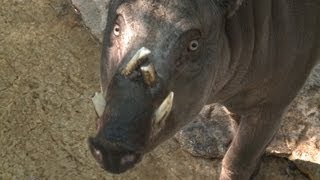 All about the Babirusa [upl. by Harness]