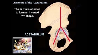 Anatomy Of The Acetabulum  Everything You Need To Know  Dr Nabil Ebraheim [upl. by Stavros]