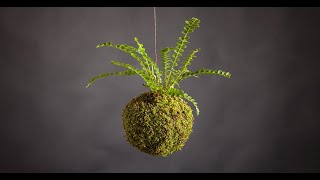 How To Make A Kokedama  Kokedama  Japanese Moss Ball Easy DIY  Whimsy Crafter [upl. by Felton]