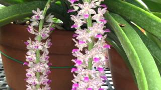 Rhynchostylis retusa [upl. by Gunthar639]