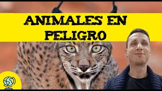 Animales en peligro 🦅 Animales en peligro de extinción [upl. by Hurlbut]