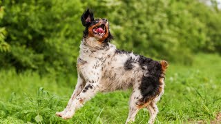 The Advantages of Owning a Brittany Dog or a Springer Spaniel [upl. by Kauffmann]